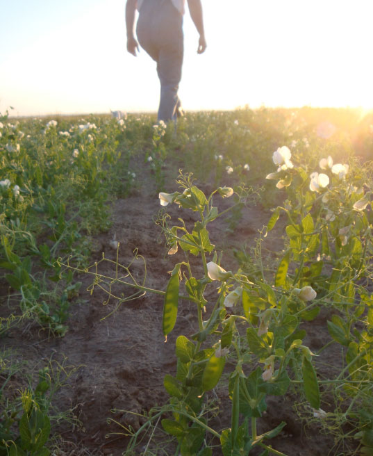 Organic Farm